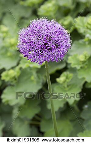 Blue Globe Onion (Allium caeruleum) View Large Photo Image Stock Photography - Blue Globe Onion (Allium caeruleum). Fotosearch