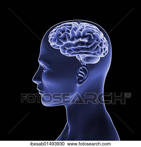 "Blue human head with brain, side view, 3D Illustration" View Large Photo Image Stock Image - "Blue human head with brain, side view, 3D Illustration". Fotosearch