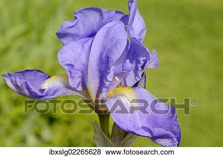 "Blue Iris Barbata flower (Iris barbata elatior), hybrid" View Large Photo Image Stock Photo - "Blue Iris Barbata flower (Iris barbata elatior), hybrid". Fotosearch