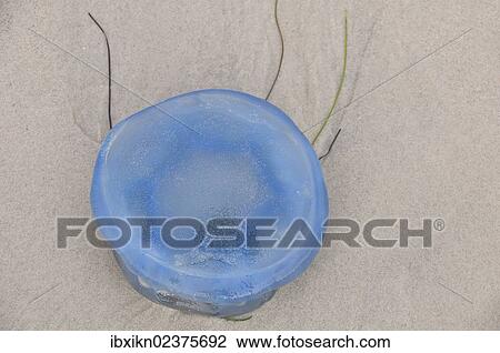"Blue jellyfish or Bluefire jellyfish (Cyanea lamarckii), North Sea beach" View Large Photo Image Stock Image - "Blue jellyfish or Bluefire jellyfish (Cyanea lamarckii), North Sea beach". Fotosearch