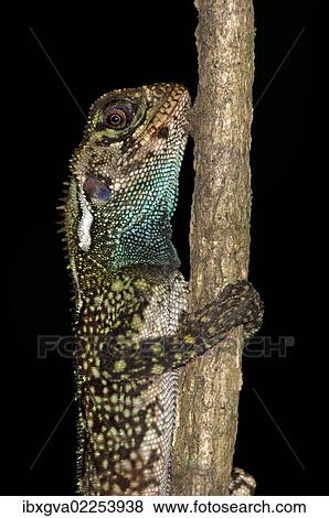 "Blue-lipped Tree Lizard (Plica umbra), Tiputini rainforest, Yasuni National Park, Ecuador, South America" View Large Photo Image Stock Photo - "Blue-lipped Tree Lizard (Plica umbra), Tiputini rainforest, Yasuni National Park, Ecuador, South America". Fotosearch