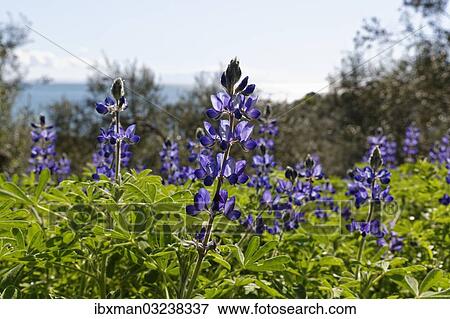 Stock Photo - "Blue Lupine or Narrow-leafed Lupine (Lupinus angustifolius), Troas, Aegais, Marmara Region, Turkey, Asia". Fotosearch