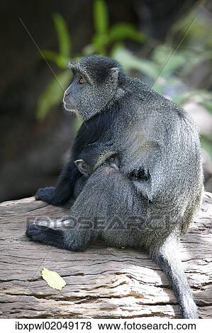 "Blue Monkey or Diademed Monkey (Cercopithecus mitis), Lake Manyara National Park, Tanzania, Africa" View Large Photo Image Stock Photo - "Blue Monkey or Diademed Monkey (Cercopithecus mitis), Lake Manyara National Park, Tanzania, Africa". Fotosearch