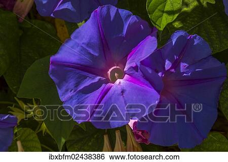 "Blue morning glory (Ipomoea indica), Ferragudo, Algarve, Portugal, Europe" View Large Photo Image Stock Photograph - "Blue morning glory (Ipomoea indica), Ferragudo, Algarve, Portugal, Europe". Fotosearch