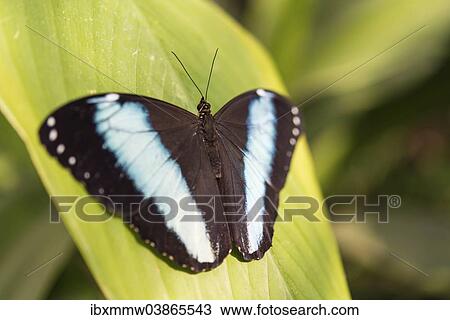 Stock Image - "Blue Morpho (Morpho peleides), captive, Munich". Fotosearch