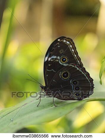 Stock Photograph - "Blue Morpho (Morpho peleides), captive, Munich". Fotosearch