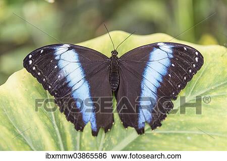 Stock Photograph - "Blue Morpho (Morpho peleides), captive, Munich". Fotosearch