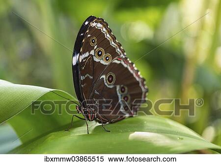 Stock Photography - "Blue Morpho (Morpho peleides), captive, Munich". Fotosearch