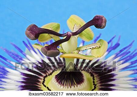 Blue Passion Flower (Passiflora caerulea) View Large Photo Image Stock Photo - Blue Passion Flower (Passiflora caerulea). Fotosearch