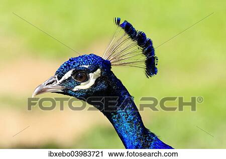 "Blue Peacock (Pavo cristatus), portrait, captive" View Large Photo Image Stock Image - "Blue Peacock (Pavo cristatus), portrait, captive". Fotosearch