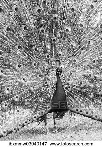 "Blue Peacock (Pavo cristatus) displaying its plumage, black and white" View Large Photo Image Stock Photo - "Blue Peacock (Pavo cristatus) displaying its plumage, black and white". Fotosearch