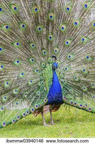 Blue Peacock (Pavo cristatus) displaying its plumage View Large Photo Image Stock Photograph - Blue Peacock (Pavo cristatus) displaying its plumage. Fotosearch