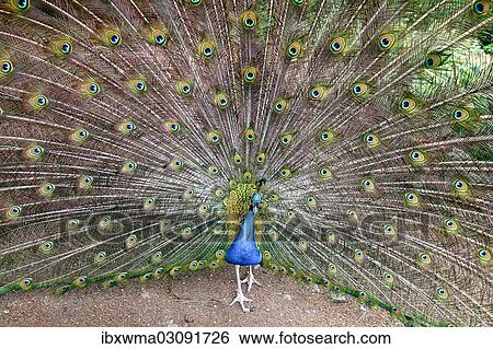 "Blue Peacock (Pavo cristatus) displaying, Hesse, Germany, Europe" View Large Photo Image Stock Photograph - "Blue Peacock (Pavo cristatus) displaying, Hesse, Germany, Europe". Fotosearch