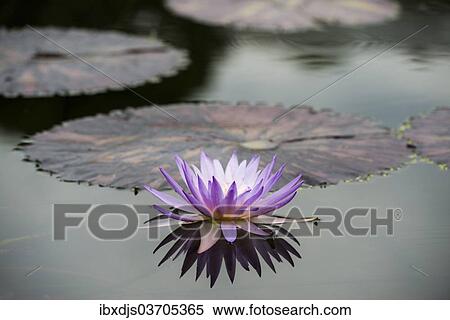 "Blue Pigmy (Nymphaea colorata), water lily flower and leaves, Germany, Europe" View Large Photo Image Stock Photography - "Blue Pigmy (Nymphaea colorata), water lily flower and leaves, Germany, Europe". Fotosearch