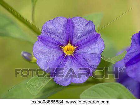 "Blue Potato Bush (Lycianthes rantonnetii), flowering, Thuringia, Germany, Europe" View Large Photo Image Picture - "Blue Potato Bush (Lycianthes rantonnetii), flowering, Thuringia, Germany, Europe". Fotosearch