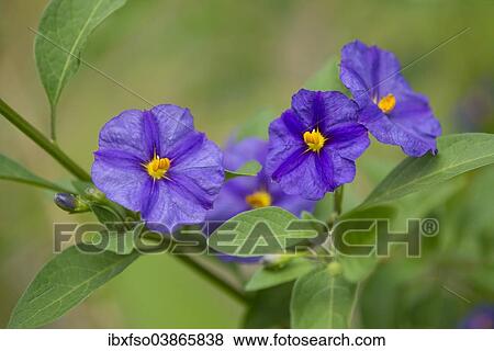 Stock Photo - "Blue Potato Bush (Lycianthes rantonnetii), flowering, Thuringia, Germany, Europe". Fotosearch