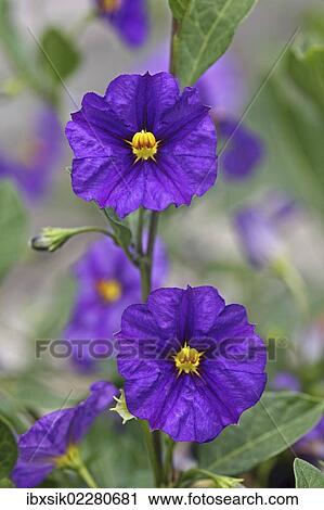 Stock Image - "Blue Potato Bush (Solanum rantonettii syn Lycianthes rantonnetii), flowers". Fotosearch