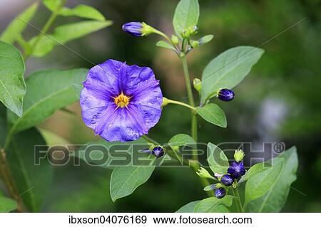 Stock Photo - "Blue Potato Bush (Solanum rantonnetii), flower, Germany, Europe". Fotosearch