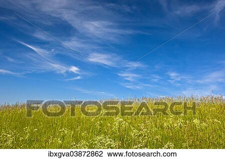 "Blue sky with cirrus clouds above a summer meadow, Baden-Wurttemberg, Germany, Europe" View Large Photo Image Stock Image - "Blue sky with cirrus clouds above a summer meadow, Baden-Wurttemberg, Germany, Europe". Fotosearch