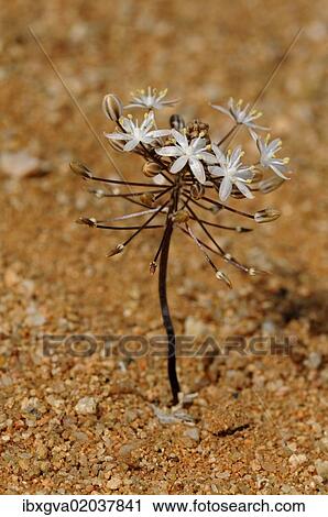 "Blue Star Squill (Scilla sp. ) Goegap Nature Reserve, Namaqualand, South Africa, Africa" View Large Photo Image Stock Image - "Blue Star Squill (Scilla sp. ) Goegap Nature Reserve, Namaqualand, South Africa, Africa". Fotosearch