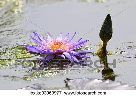 Stock Photo - "Blue Star Water Lily (Nymphaea stellata), Baden-Wurttemberg, Germany, Europe". Fotosearch