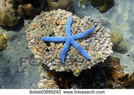 Stock Image - "Blue Starfish (Linckia laevigata), North Bali, Bali, Indonesia, Asia". Fotosearch