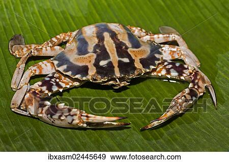 "Blue swimmer crab (Portunus pelagicus), on a banana leaf" View Large Photo Image Stock Photo - "Blue swimmer crab (Portunus pelagicus), on a banana leaf". Fotosearch