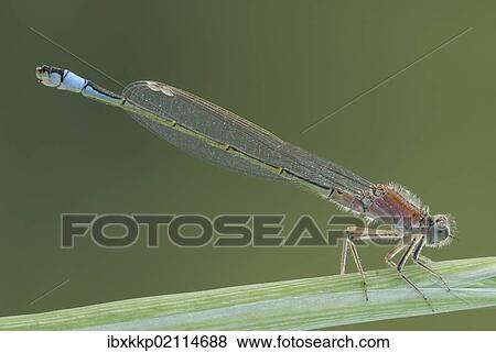 Blue-tailed Damselfly (Ischnura elegans) View Large Photo Image Stock Photo - Blue-tailed Damselfly (Ischnura elegans). Fotosearch