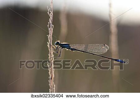 "Blue-tailed Damselfly (Ischnura elegans) in the evening light, Baden-Wuerttemberg, Germany, Europe" View Large Photo Image Picture - "Blue-tailed Damselfly (Ischnura elegans) in the evening light, Baden-Wuerttemberg, Germany, Europe". Fotosearch