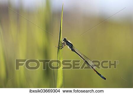 "Blue-tailed Damselfly (Ischnura elegans), male, macro, Biberach an der Riss, Upper Swabia, Baden-Wurttemberg, Germany, Europe" View Large Photo Image Picture - "Blue-tailed Damselfly (Ischnura elegans), male, macro, Biberach an der Riss, Upper Swabia, Baden-Wurttemberg, Germany, Europe". Fotosearch