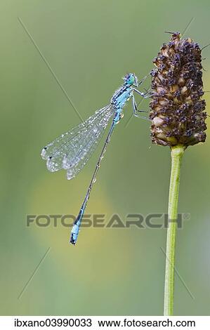 "Blue-tailed Damselfly (Ischnura elegans), Burgenland, Austria, Europe" View Large Photo Image Stock Image - "Blue-tailed Damselfly (Ischnura elegans), Burgenland, Austria, Europe". Fotosearch