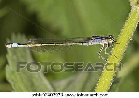 Stock Image - "Blue-tailed Damselfly (Ischnura elegans), female, Untergroningen, Abtsgmuend, Baden-Wurttemberg, Germany, Europe". Fotosearch