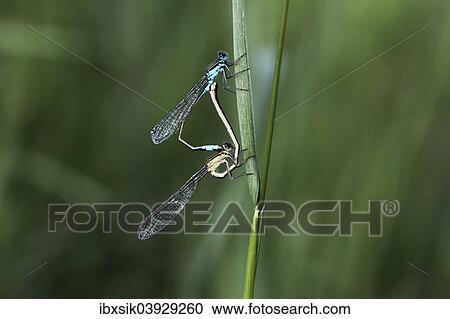"Blue-tailed Damselfly (Ischnura elegans), mating, male above, female below, Germany, Europe" View Large Photo Image Stock Image - "Blue-tailed Damselfly (Ischnura elegans), mating, male above, female below, Germany, Europe". Fotosearch