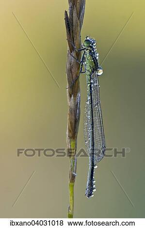 "Blue-tailed Damselfly (Ischnura elegans), female, Burgenland, Austria, Europe" View Large Photo Image Stock Photo - "Blue-tailed Damselfly (Ischnura elegans), female, Burgenland, Austria, Europe". Fotosearch