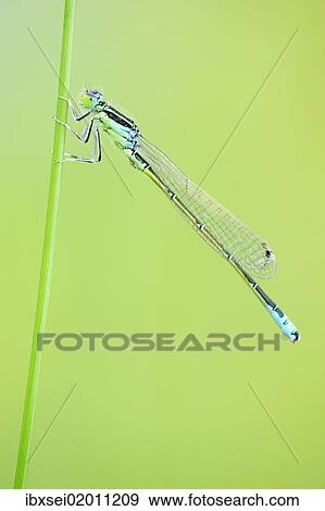 Blue-tailed Damselfly (Ischnura elegans) on a blade of grass View Large Photo Image Stock Photo - Blue-tailed Damselfly (Ischnura elegans) on a blade of grass. Fotosearch