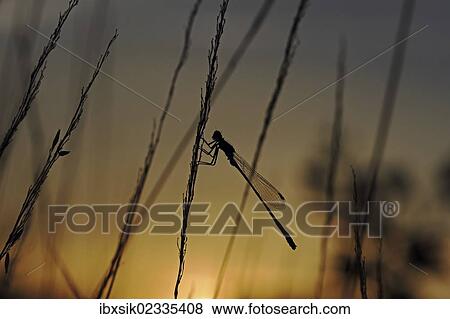 Stock Photo - "Blue-tailed Damselfly (Ischnura elegans) at sunset, Baden-Wuerttemberg, Germany, Europe". Fotosearch