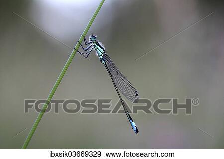"Blue-tailed Damselfly (Ischnura elegans), male, Biberach an der Riss, Upper Swabia, Baden-Wurttemberg, Germany, Europe" View Large Photo Image Stock Photo - "Blue-tailed Damselfly (Ischnura elegans), male, Biberach an der Riss, Upper Swabia, Baden-Wurttemberg, Germany, Europe". Fotosearch