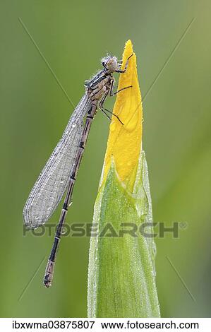 "Blue-tailed Damselfly (Ischnura elegans) perched on a Yellow Iris (Iris pseudacorus), North Hesse, Hesse, Germany, Europe" View Large Photo Image Stock Photo - "Blue-tailed Damselfly (Ischnura elegans) perched on a Yellow Iris (Iris pseudacorus), North Hesse, Hesse, Germany, Europe". Fotosearch