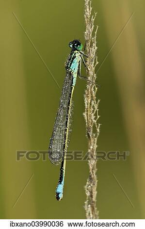 "Blue-tailed Damselfly (Ischnura elegans), Burgenland, Austria, Europe" View Large Photo Image Stock Photograph - "Blue-tailed Damselfly (Ischnura elegans), Burgenland, Austria, Europe". Fotosearch