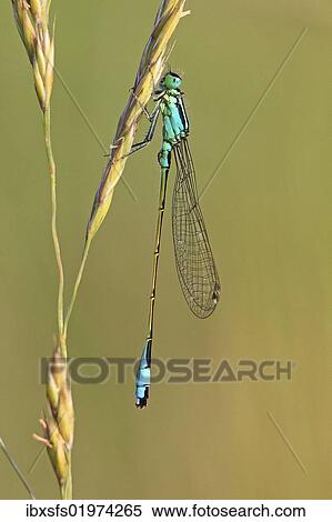 "Blue-tailed Damselfly (Ischnura elegans), Lahn at Leun-Biskirchen, Hesse, Germany, Europe" View Large Photo Image Stock Photography - "Blue-tailed Damselfly (Ischnura elegans), Lahn at Leun-Biskirchen, Hesse, Germany, Europe". Fotosearch