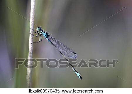 "Blue-tailed Damselfly (Ischnura elegans), male, Baden-Wurttemberg, Germany, Europe" View Large Photo Image Stock Photography - "Blue-tailed Damselfly (Ischnura elegans), male, Baden-Wurttemberg, Germany, Europe". Fotosearch
