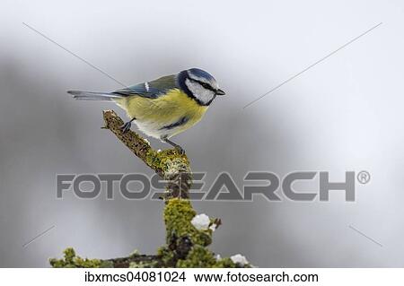 "Blue Tit (Cyanistes caeruleus) in winter, Hesse, Germany, Europe" View Large Photo Image Picture - "Blue Tit (Cyanistes caeruleus) in winter, Hesse, Germany, Europe". Fotosearch