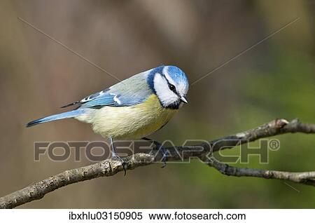 "Blue Tit (Cyanistes caeruleus or Parus caeruleus), Untergroningen, Abtsgmuend, Baden-Wurttemberg, Germany, Europe" View Large Photo Image Stock Photography - "Blue Tit (Cyanistes caeruleus or Parus caeruleus), Untergroningen, Abtsgmuend, Baden-Wurttemberg, Germany, Europe". Fotosearch