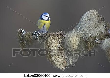 "Blue Tit (Cyanistes caeruleus) perched on a spruce branch covered in beard lichen, Swabian Alb biosphere reserve, Baden-Wurttemberg, Germany, Europe" View Large Photo Image Stock Image - "Blue Tit (Cyanistes caeruleus) perched on a spruce branch covered in beard lichen, Swabian Alb biosphere reserve, Baden-Wurttemberg, Germany, Europe". Fotosearch