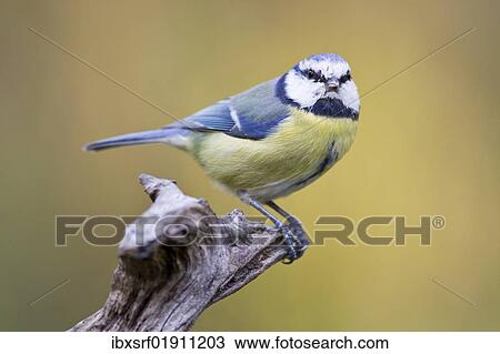 Blue Tit (Cyanistes caeruleus) perched on branch View Large Photo Image Stock Image - Blue Tit (Cyanistes caeruleus) perched on branch. Fotosearch