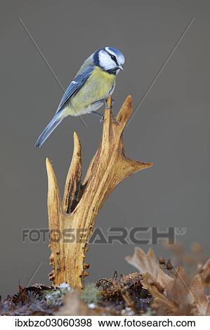 "Blue Tit (Cyanistes caeruleus) perched on deer antlers in the show, Swabian Alb biosphere reserve, Baden-Wurttemberg, Germany, Europe" View Large Photo Image Stock Photo - "Blue Tit (Cyanistes caeruleus) perched on deer antlers in the show, Swabian Alb biosphere reserve, Baden-Wurttemberg, Germany, Europe". Fotosearch