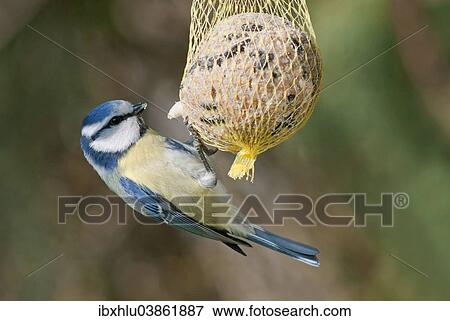 Stock Photo - "Blue Tit (Cyanistes caeruleus) clinging to fat ball, Baden-Wurttemberg, Germany, Europe". Fotosearch