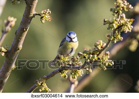 "Blue Tit (Cyanistes caeruleus syn Parus caeruleus), Fuldabruck, Hesse, Germany, Europe" View Large Photo Image Picture - "Blue Tit (Cyanistes caeruleus syn Parus caeruleus), Fuldabruck, Hesse, Germany, Europe". Fotosearch