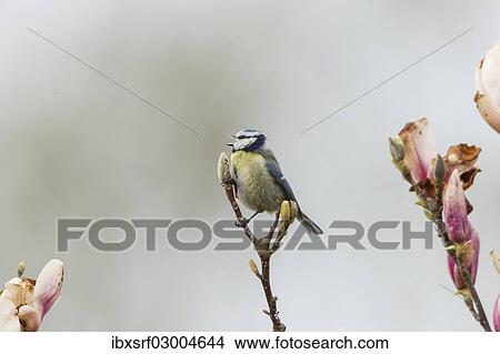 Picture - "Blue Tit (Cyanistes caeruleus syn Parus caeruleus), Fuldabruck, Hesse, Germany, Europe". Fotosearch