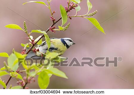 "Blue Tit (Cyanistes caeruleus syn Parus caeruleus), perched on a stem, Fuldabruck, Fuldabruck, Hesse, Germany, Europe" View Large Photo Image Picture - "Blue Tit (Cyanistes caeruleus syn Parus caeruleus), perched on a stem, Fuldabruck, Fuldabruck, Hesse, Germany, Europe". Fotosearch
